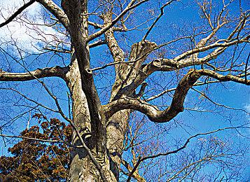 《蓝精灵2：绿石囚徒》正式公布 可操作格格巫